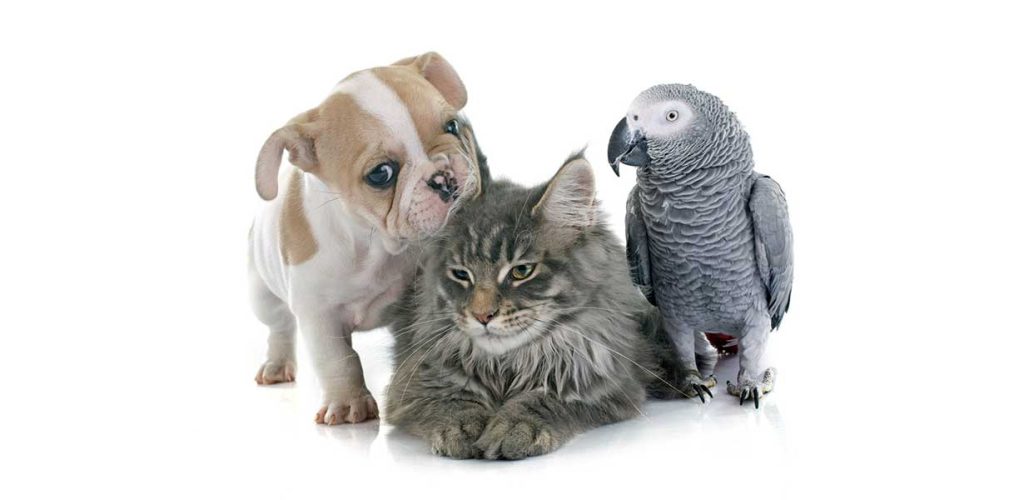 parrot puppy and cat